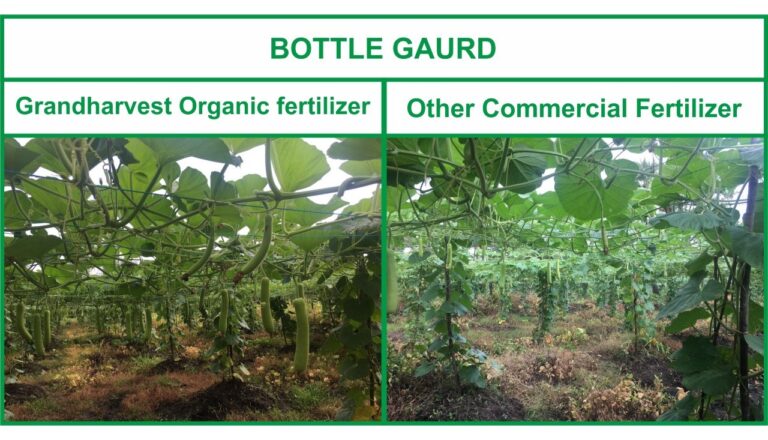 Organic fertilizer differences 1