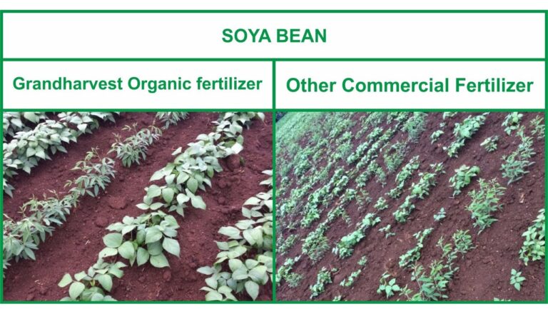Organic fertilizer differences 11