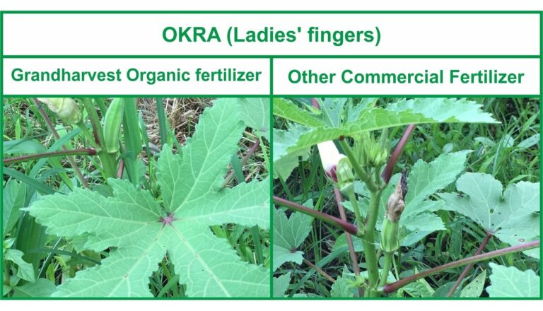 Organic fertilizer differences 3