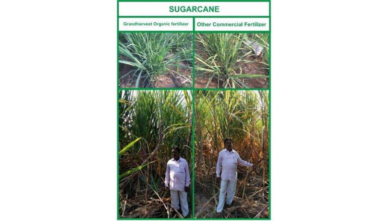 Organic fertilizer differences 5