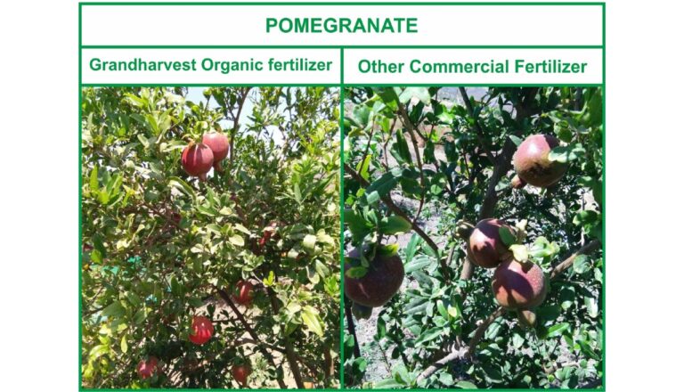 Organic fertilizer differences 6