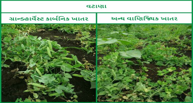 Green Peas - Gujrati