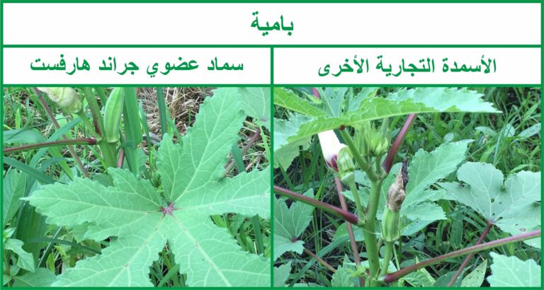 OKRA (Ladies' fingers) - Arabic