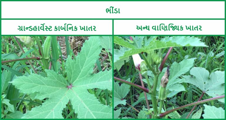 OKRA (Ladies_ fingers) - Gujrati (1)