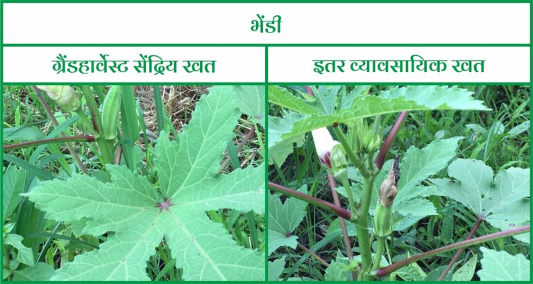 OKRA (Ladies_ fingers) - Marathi