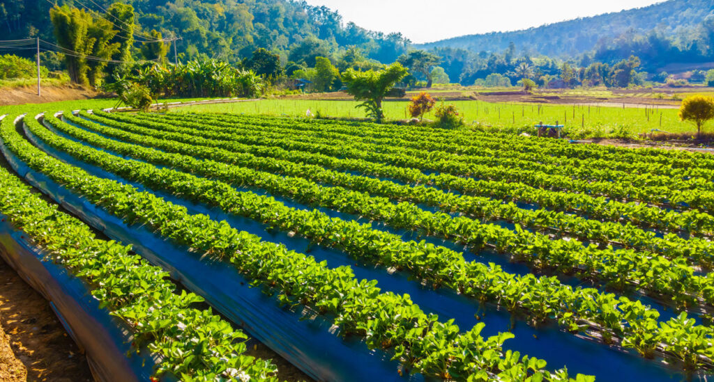 organic-farming-blog4