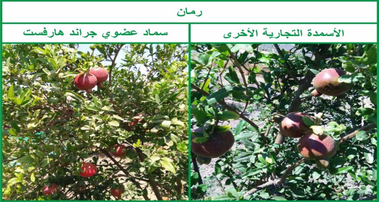 Pomegranate - Arabic