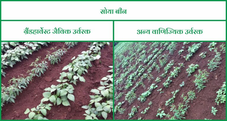 Soya Bean - Hindi