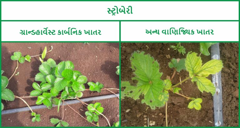 Strwaberry - Gujrati