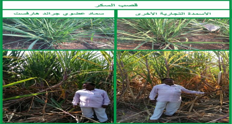 Sugar Cane - Arabic