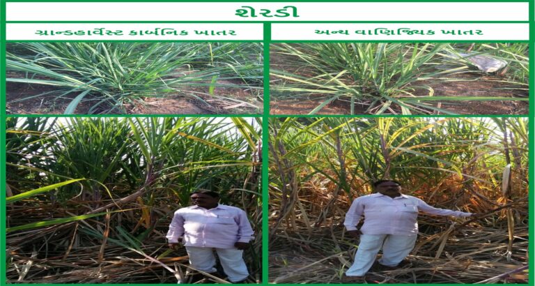 Sugar Cane - Gujrati