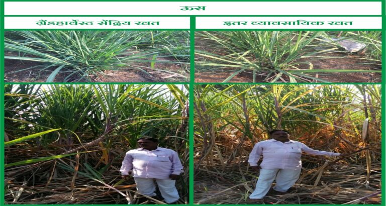 Sugar Cane - Marathi