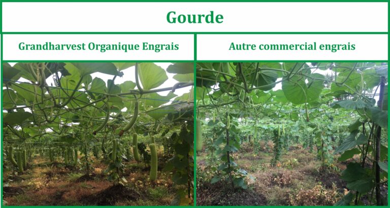 bottle gourd - French (1)